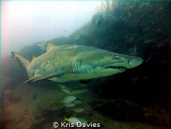 Raggy tooth shark, taken at the 'Cathedral' South Africa. by Kris Davies 